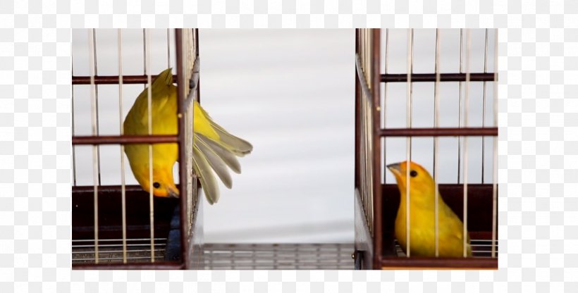 Atlantic Canary Finches Passerine Lovebird Saffron Finch, PNG, 1302x662px, Atlantic Canary, Beak, Bird, Bird Supply, Birdcage Download Free