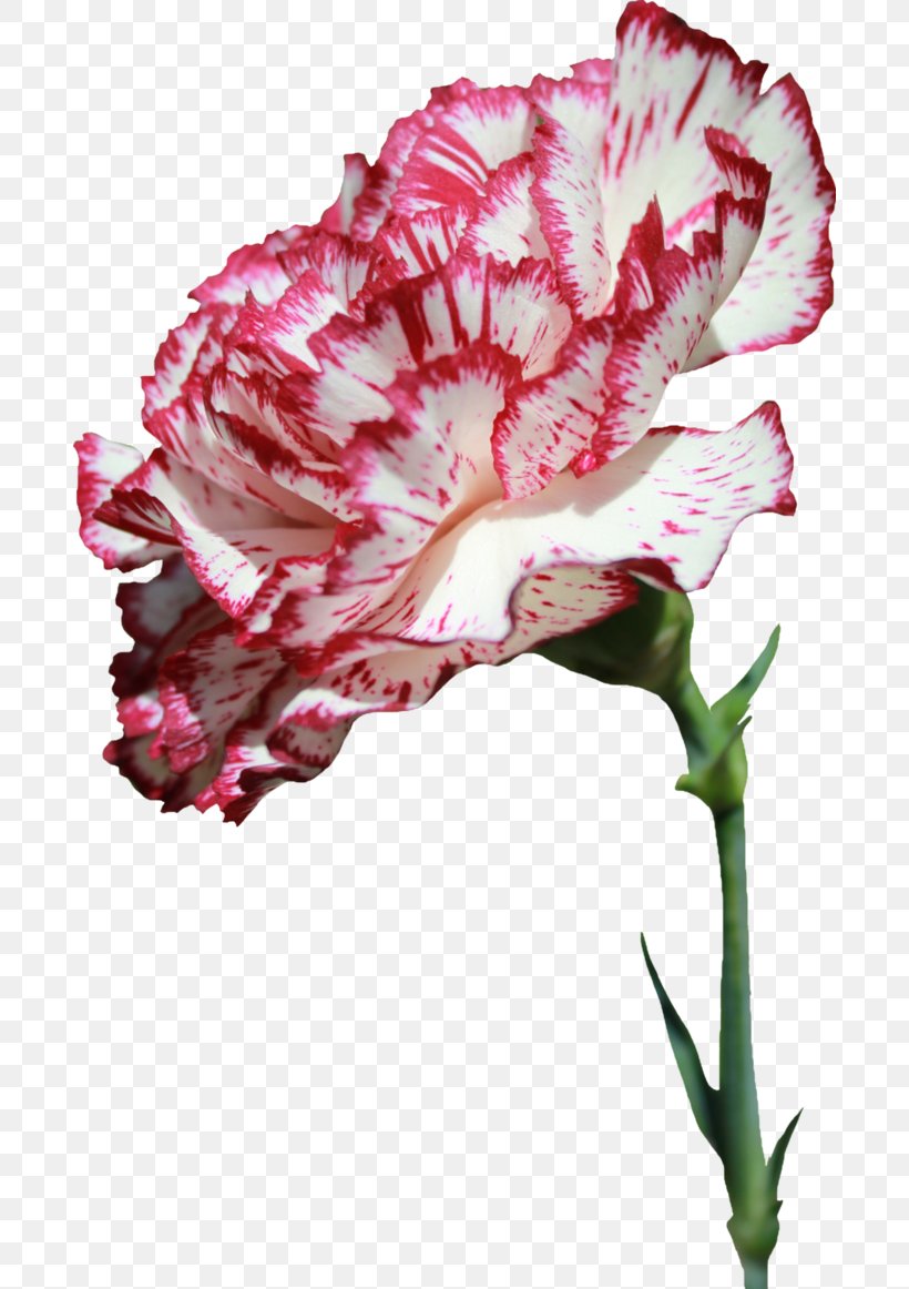 Carnation Cut Flowers Flower Bouquet, PNG, 688x1162px, Carnation, Color, Cut Flowers, Dianthus, Flower Download Free