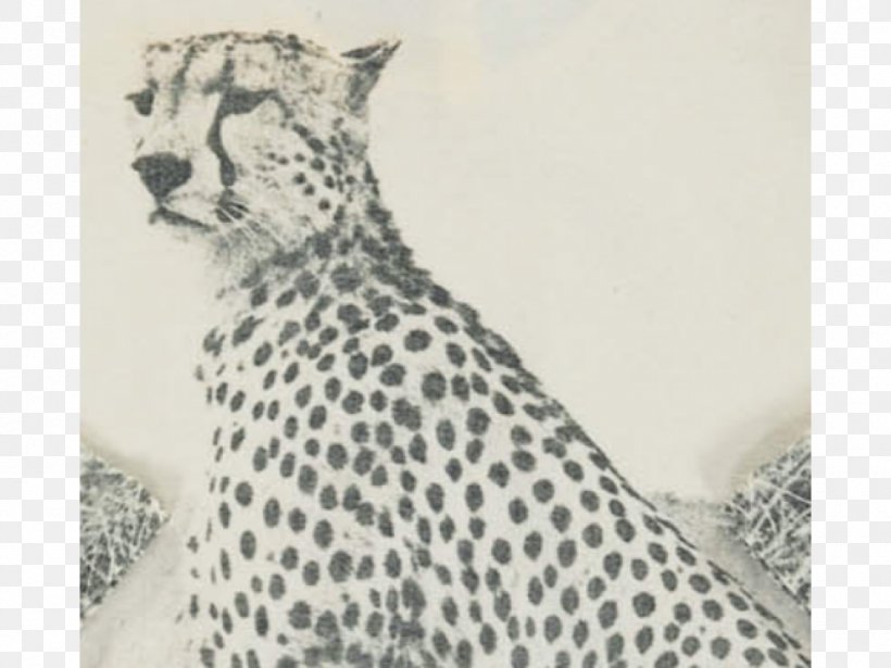 Cheetah Leopard T-shirt Leggings Skirt, PNG, 960x720px, Cheetah, Anpartsselskab, Big Cats, Black And White, Carnivoran Download Free