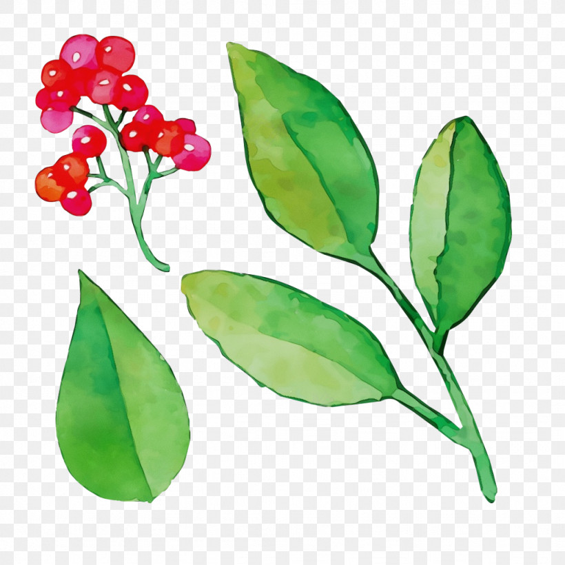 Leaf Plant Stem Flower Fruit Branching, PNG, 1024x1024px, Watercolor, Biology, Branching, Flower, Fruit Download Free