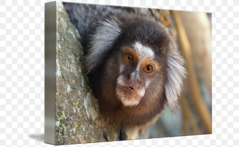 Macaque Marmoset Capuchin Monkey New World Monkeys, PNG, 650x506px, Macaque, Animal, Art, Callitrichidae, Capuchin Monkey Download Free