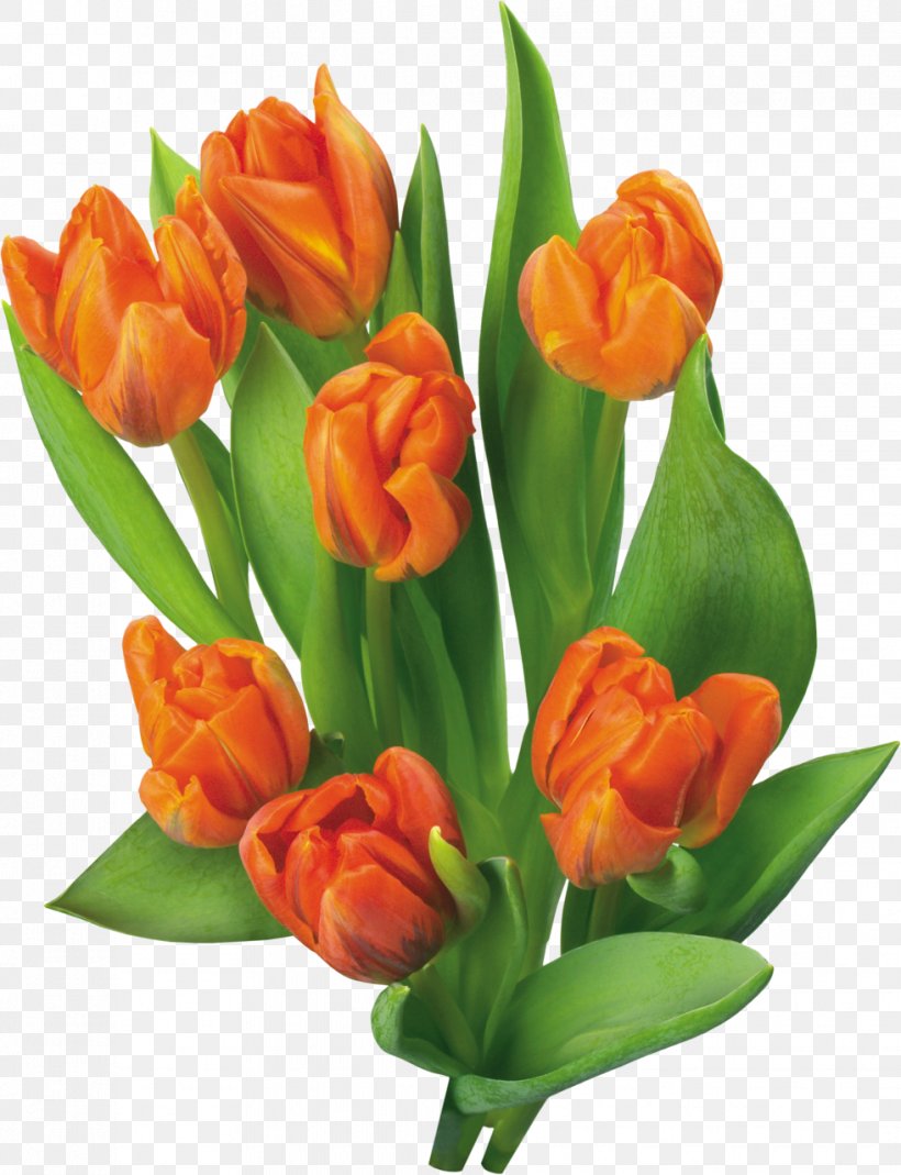 Tulip Flower Blog Clip Art, PNG, 981x1280px, Tulip, Animation, Blog, Cut Flowers, Floral Design Download Free