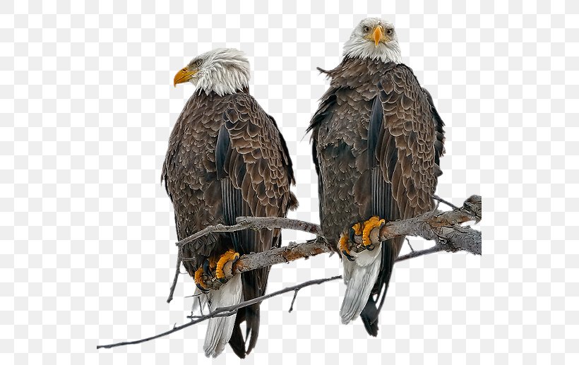 Bald Eagle Bird Of Prey Golden Eagle, PNG, 545x517px, Bald Eagle, Accipitriformes, Animal, Beak, Bird Download Free
