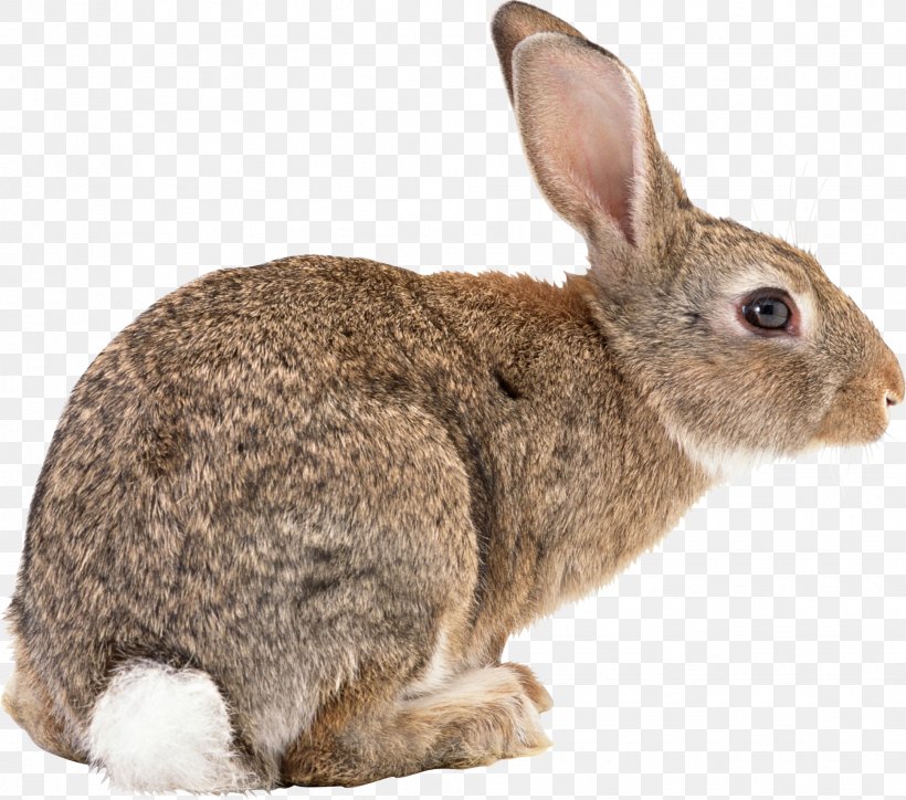 Flemish Giant Rabbit Californian Rabbit Angora Rabbit New Zealand Red Rabbit New Zealand White Rabbit, PNG, 1939x1714px, Rex Rabbit, Animal, Domestic Rabbit, Easter Bunny, Fauna Download Free