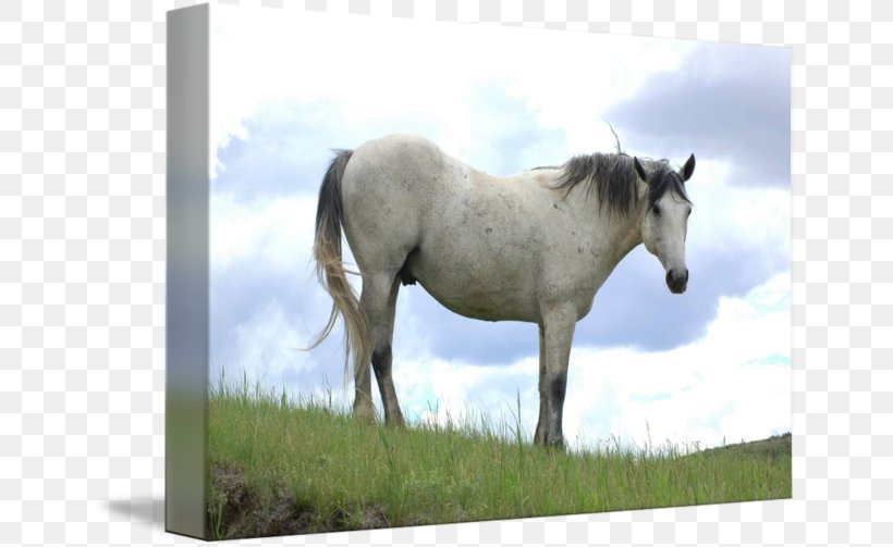 Mare Mustang Stallion Halter Ecoregion, PNG, 650x503px, Mare, Bridle, Ecoregion, Ecosystem, Fauna Download Free