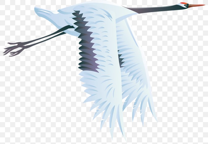 Crane Bird Heron Clip Art, PNG, 800x566px, Crane, Bird, Blue Crane, Coraciiformes, Feather Download Free