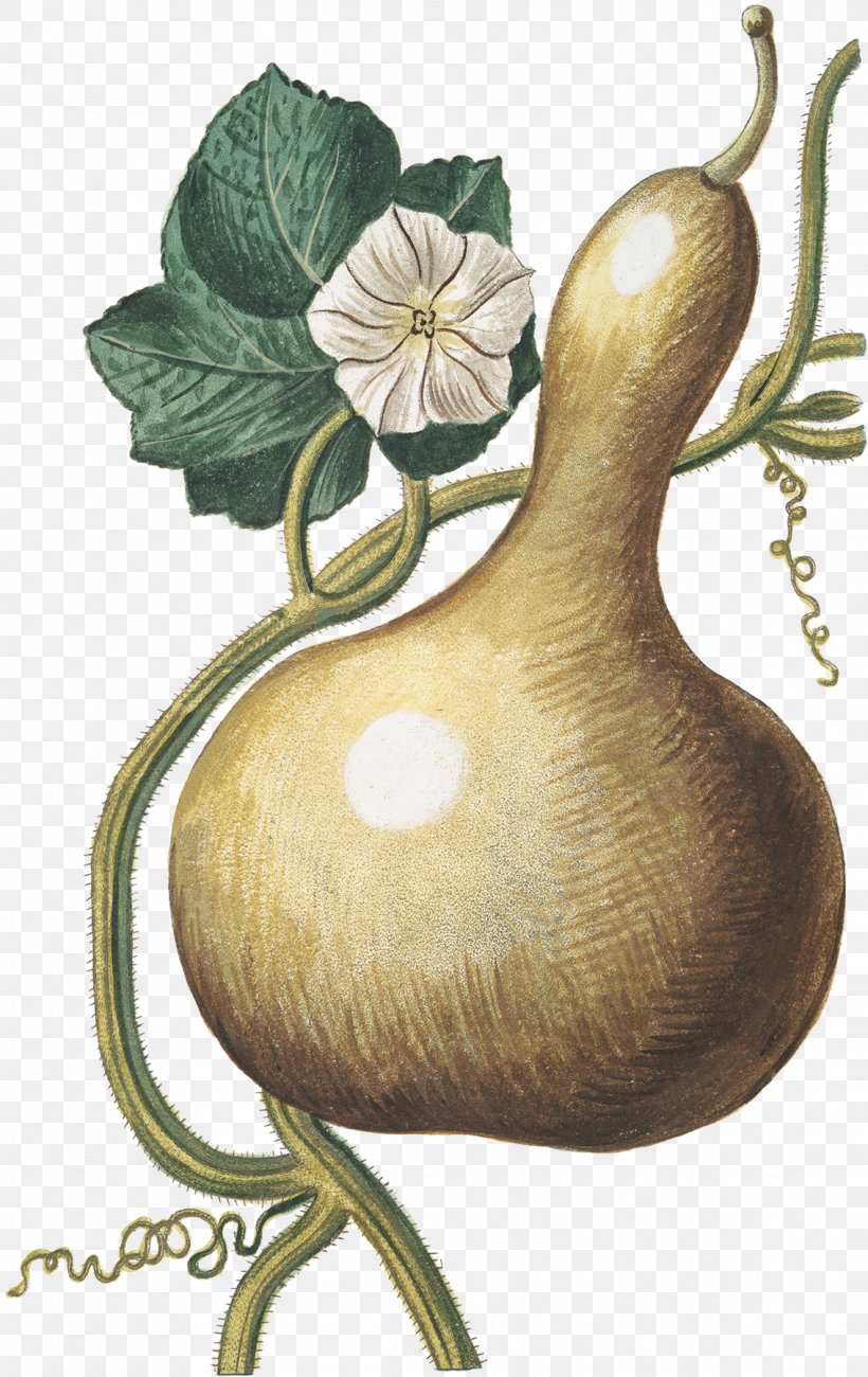 Gourd Calabash Cucurbita, PNG, 1135x1800px, Gourd, Botanical Illustration, Bottle, Calabash, Cucurbita Download Free