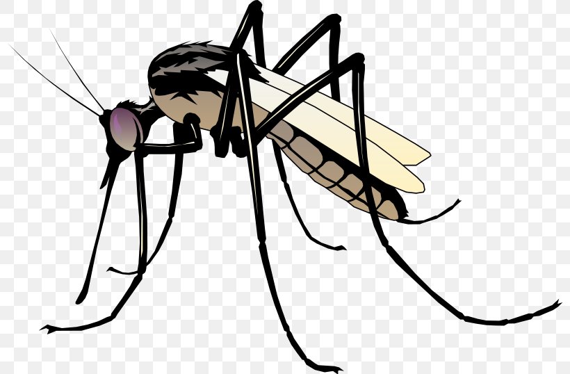 Mosquito Clip Art, PNG, 800x538px, Mosquito, Arthropod, Artwork, Document, Drawing Download Free