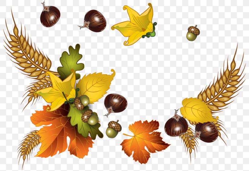 Autumn Auglis, PNG, 800x563px, Autumn, Animation, Auglis, Branch, Food Download Free