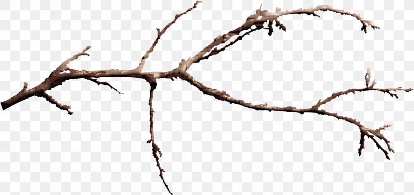 Branch Twig Tree Line Plant, PNG, 1200x566px, Branch, Line, Plant, Tree, Twig Download Free