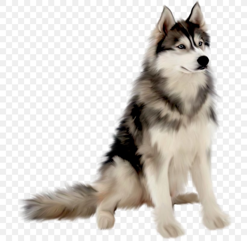 Dog Photography, PNG, 735x800px, Dog, Alaskan Klee Kai, Alaskan Malamute, Albom, Animal Download Free