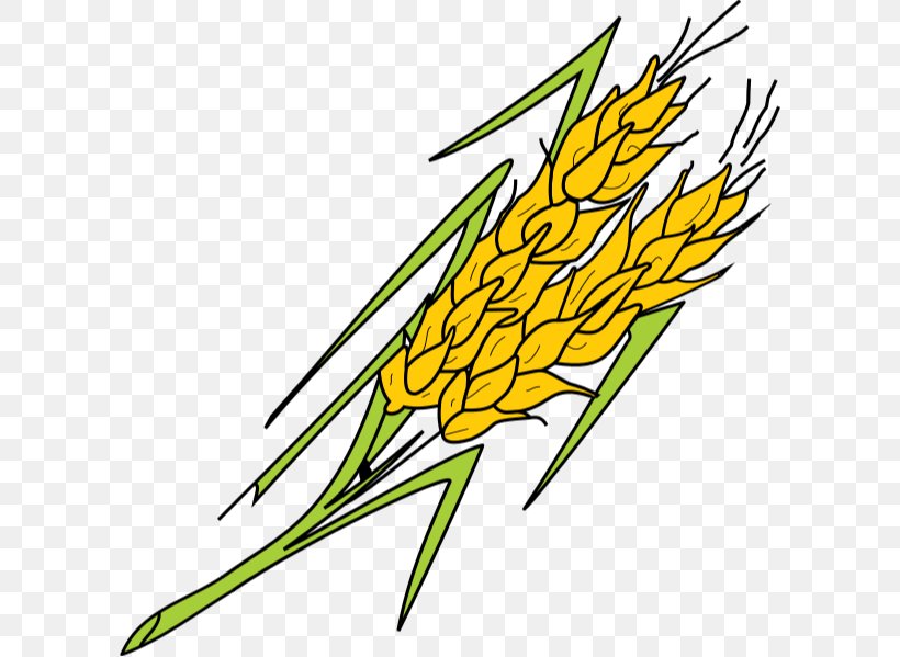 Grasses Plant Stem Leaf Commodity Clip Art, PNG, 602x599px, Grasses, Artwork, Commodity, Family, Flora Download Free