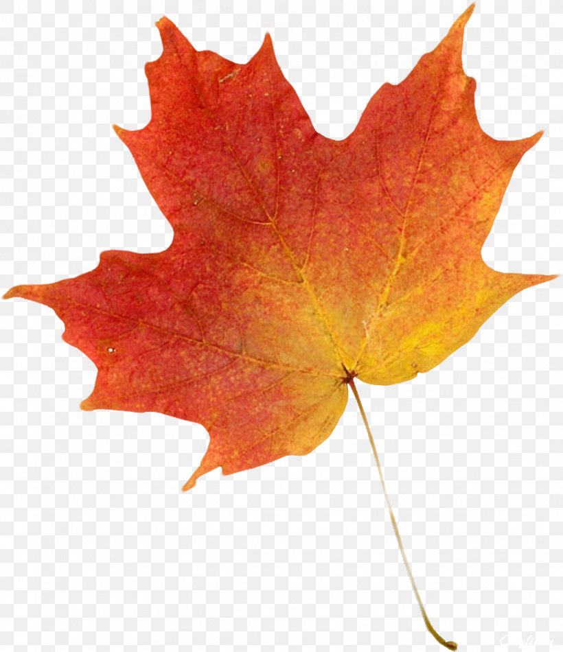 Autumn Leaf Color Clip Art, PNG, 1028x1192px, Autumn Leaf Color, Art, Autumn, Color, Drawing Download Free