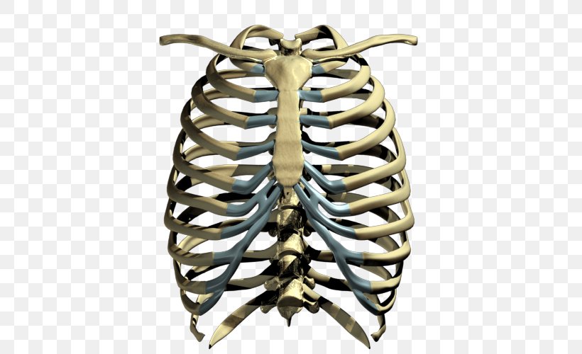 Human Skeleton Rib Cage, PNG, 500x500px, Watercolor, Cartoon, Flower, Frame, Heart Download Free