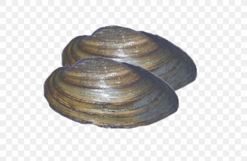 Clam Cockle Macoma Mussel Veneroida, PNG, 1280x836px, Clam, Baltic Clam, Clams Oysters Mussels And Scallops, Cockle, Macoma Download Free