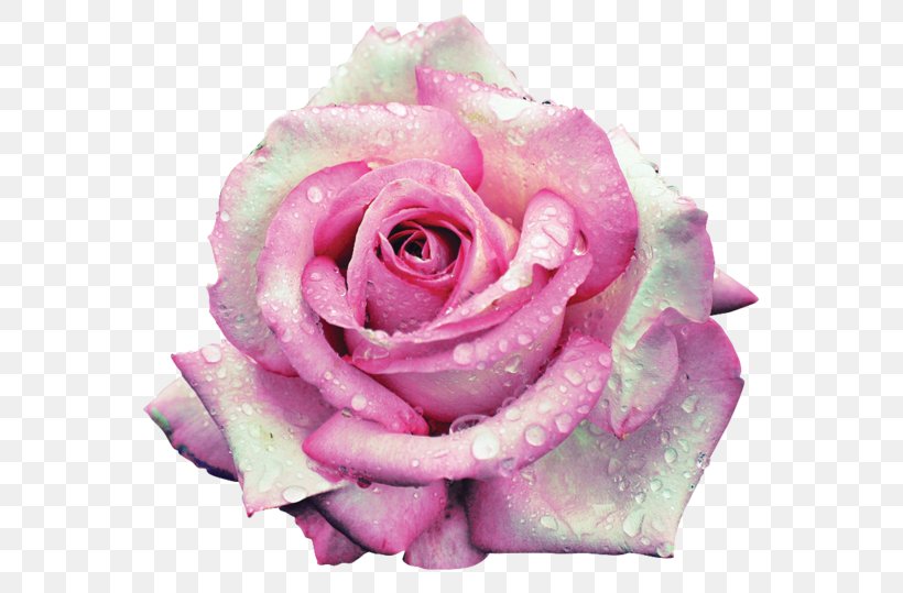 Garden Roses Centifolia Roses Floribunda Pink Beach Rose, PNG, 600x539px, Garden Roses, Beach Rose, Blue Rose, Centifolia Roses, Cut Flowers Download Free