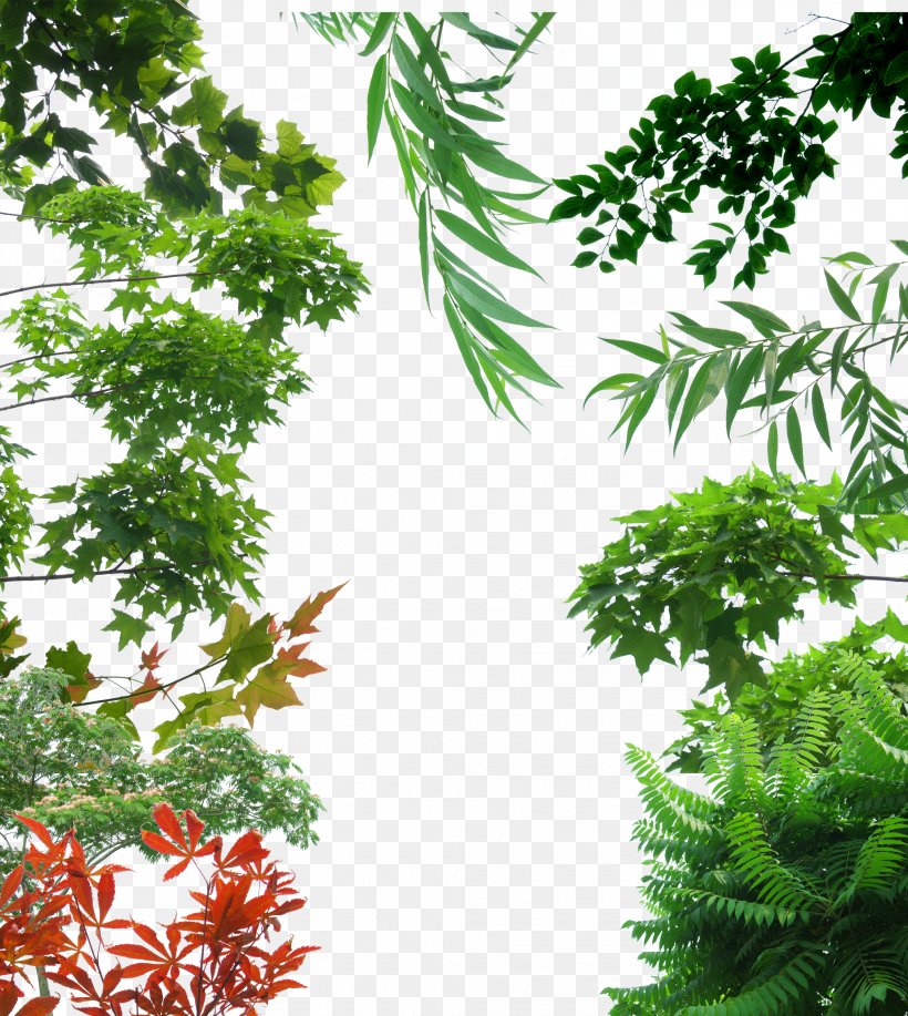 Tree Icon, PNG, 2036x2278px, Tree, Branch, Evergreen, Flora, Flowering Plant Download Free