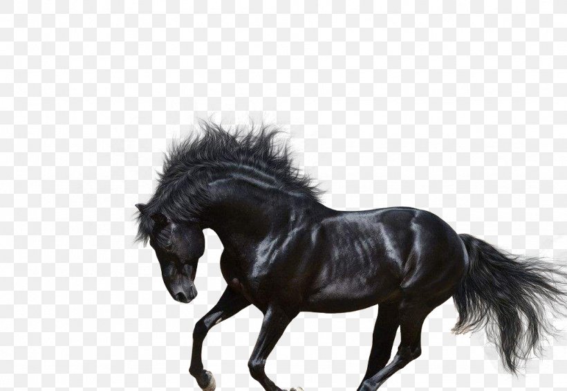Arabian Horse Andalusian Horse Trakehner American Quarter Horse Stallion, PNG, 1024x706px, Arabian Horse, American Quarter Horse, Andalusian Horse, Bay, Black Download Free
