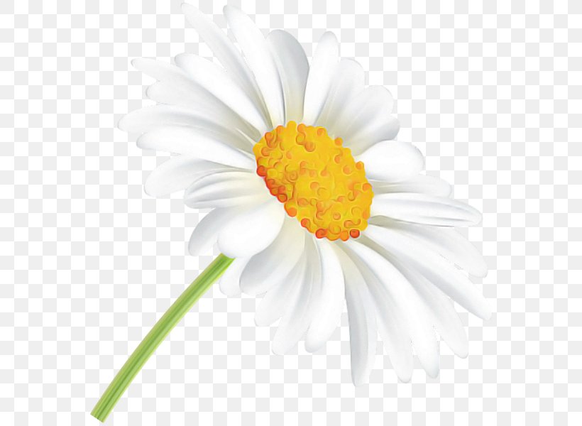 Daisy, PNG, 574x600px, Daisy, Barberton Daisy, Camomile, Chamomile, Flower Download Free