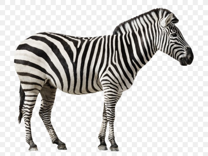 Grant's Zebra Stock Photography Royalty-free Stock.xchng, PNG, 777x615px, Grants Zebra, Animal Figure, Blackandwhite, Burchells Zebra, Equus Download Free