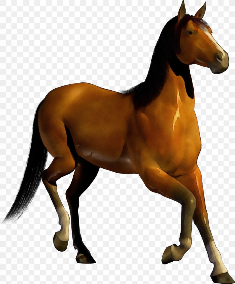 Mustang Stallion Halter Colt Bridle, PNG, 862x1041px, Watercolor, Animal Figurine, Biology, Bridle, Colt Download Free