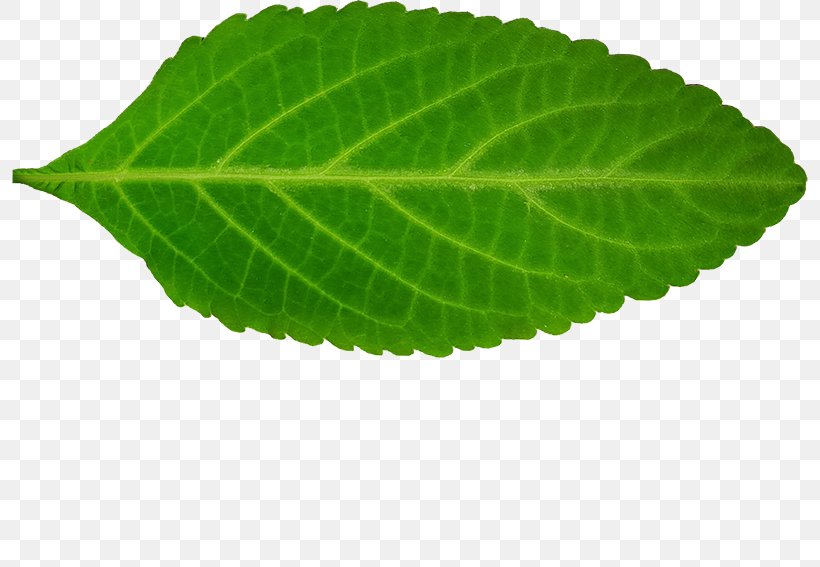 Perilla Leaf, PNG, 800x567px, Perilla, Herb, Leaf, Plant Download Free