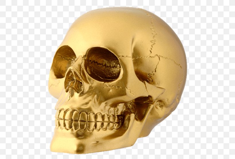 Skull Human Skeleton Human Head, PNG, 555x555px, Skull, Anatomy, Bone, Face, Figurine Download Free