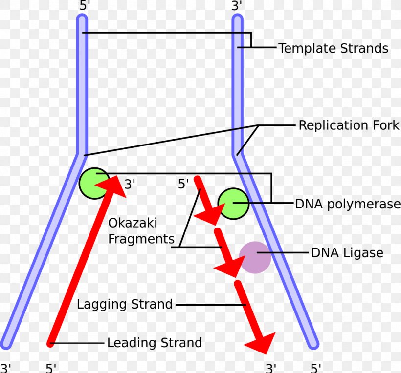 DNA Replication Okazaki Fragments DNA Polymerase Telomere Primer, PNG, 1099x1024px, Dna Replication, Area, Chromosome, Diagram, Dna Download Free