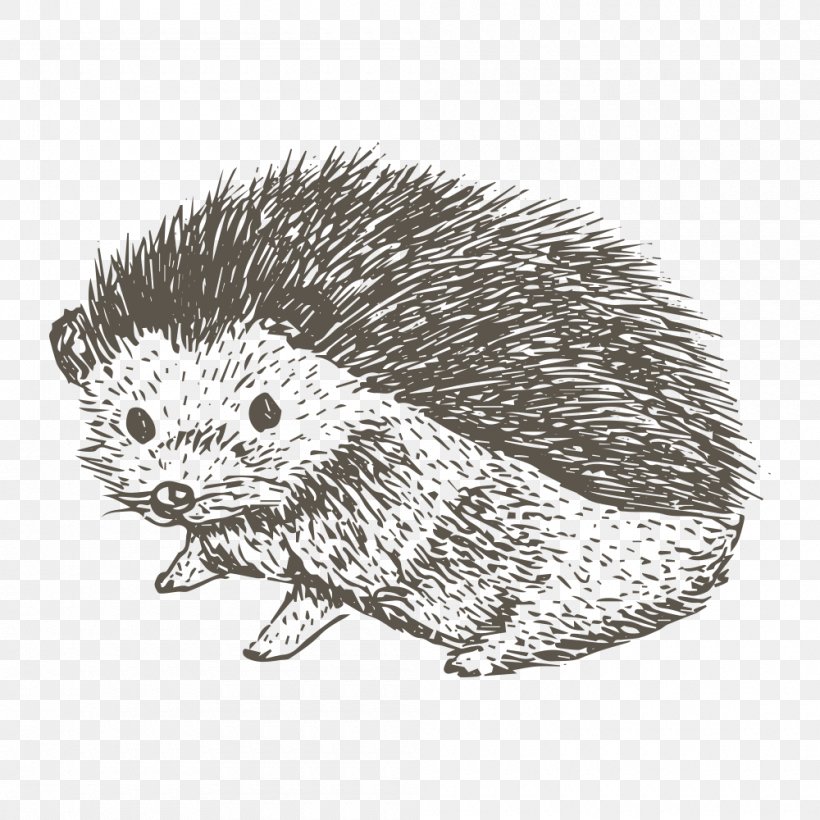 Drawing T-shirt, PNG, 1000x1000px, Drawing, Beaver, Black And White, Domesticated Hedgehog, Echidna Download Free