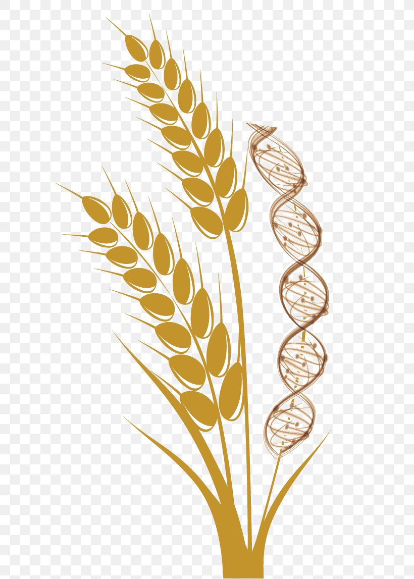 Emmer Common Wheat Cereal Ear Harvest, PNG, 675x1147px, Emmer, Barley, Cereal, Commodity, Common Wheat Download Free