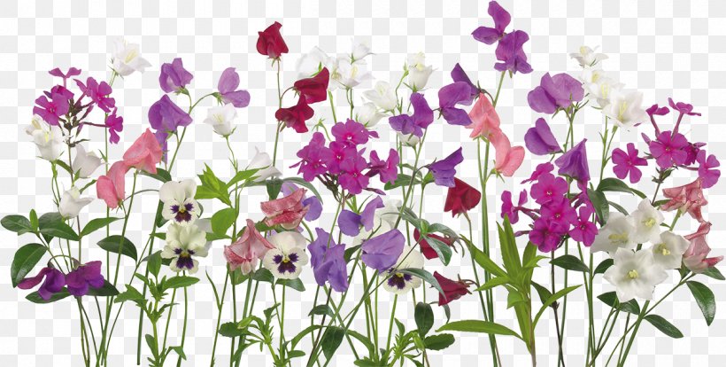 Flower Image Design Living Room Ornamental Plant, PNG, 1200x607px, Flower, Annual Plant, Couch, Cut Flowers, Everlasting Sweet Pea Download Free