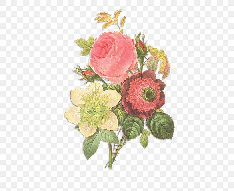Flowers Pierre-Joseph Redouté (1759-1840) Rose Drawing, PNG, 511x670px, Flowers, Art, Artificial Flower, Botanical Illustration, Botany Download Free