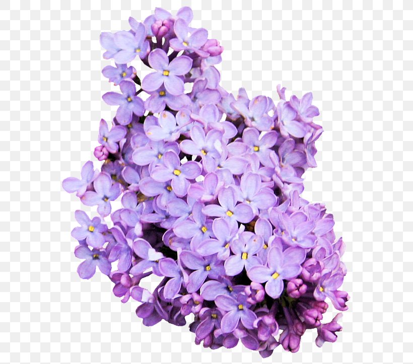 Lavender Purple Flower Color Violet, PNG, 600x723px, Lavender, Color, Cut Flowers, Floral Design, Flower Download Free