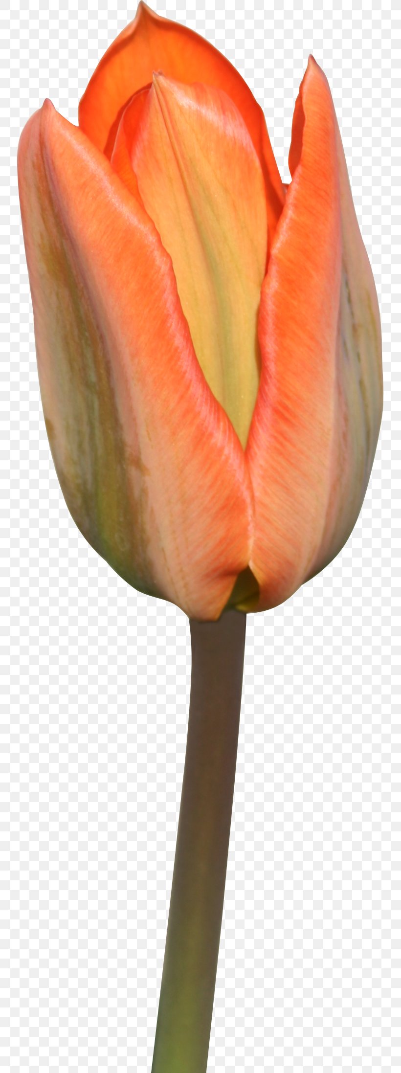 Tulip Cut Flowers Plant Liliaceae, PNG, 751x2194px, Tulip, Amaryllis, Amaryllis Belladonna, Art, Bud Download Free