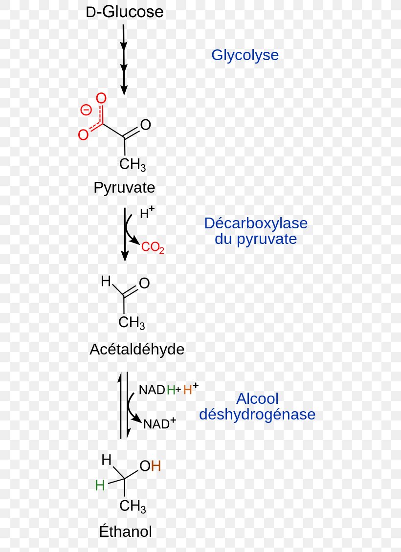 Ethanol Fermentation Glycolysis Alcohol, PNG, 520x1129px, Fermentation, Alcohol, Alcool, Anaerobic Organism, Area Download Free