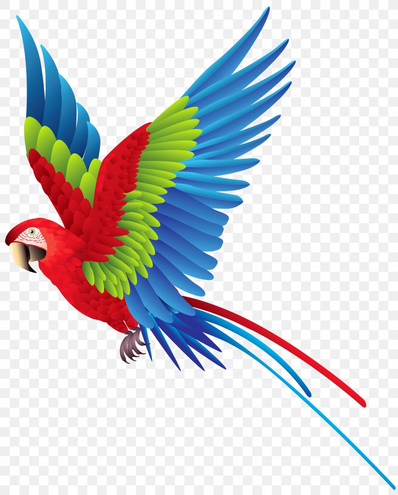 Palmitos Park The Parrot Place Bird Amazon Parrot True Parrot, PNG, 3214x4000px, Bird, Amazon Parrot, Beak, Common Pet Parakeet, Display Resolution Download Free