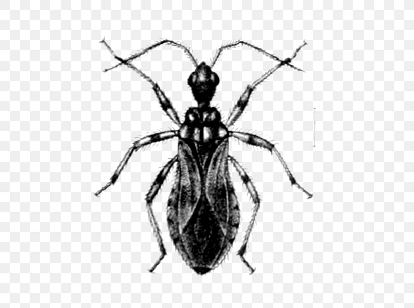 Weevil Heteroptera Sphaeridopinae Beetle Bed Bug, PNG, 500x610px, Weevil, Animal, Ant, Arthropod, Assassin Bug Download Free