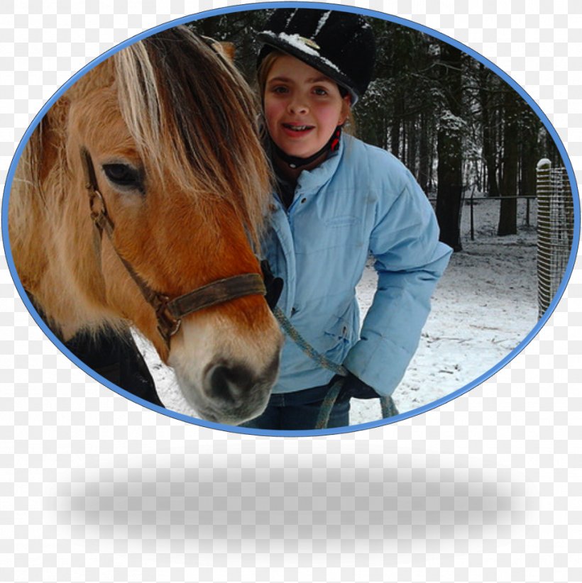 Yonni Meyer Mane Halter Mustang Stallion, PNG, 961x964px, Yonni Meyer, Bridle, Halter, Horse, Horse Grooming Download Free