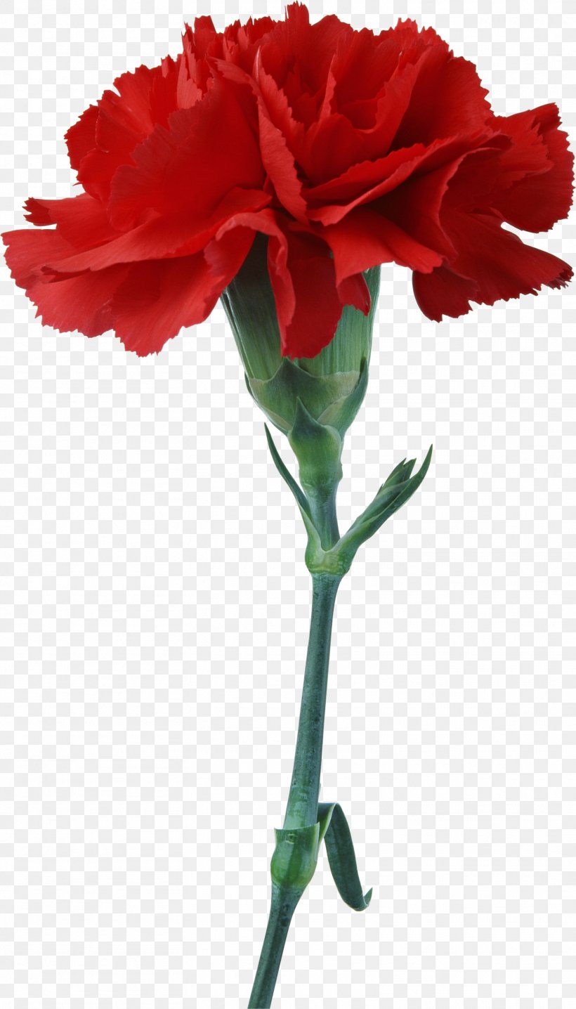 Carnation Photography Flower, PNG, 1564x2740px, Carnation, Animation, China Rose, Cut Flowers, Dianthus Download Free