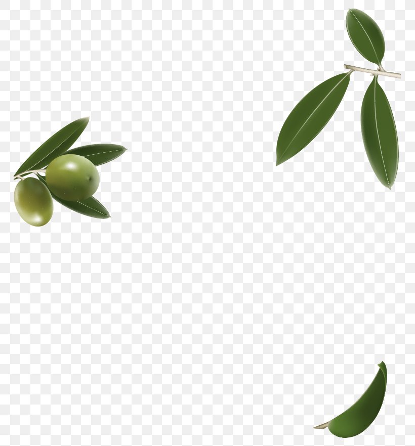 Olive Leaf Plant Stem Herbalism Oil, PNG, 765x882px, Olive, Branch, Food, Fruit, Herbalism Download Free