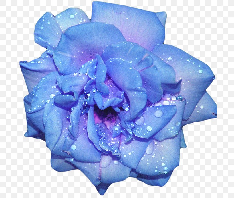 Blue Rose Flower, PNG, 700x697px, Rose, Blossom, Blue, Blue Flower, Blue Rose Download Free
