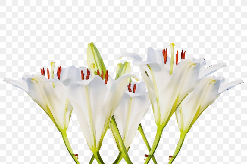 Flower Drawing Spider Lilies Plant Stem Lily, PNG, 1024x683px, Watercolor, Bud, Crinum, Cut Flowers, Drawing Download Free