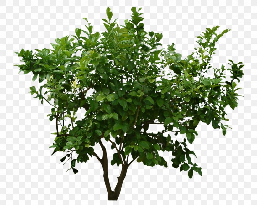 Shrub Tree Clip Art, PNG, 1024x819px, Plant, Branch, Flowerpot, Image File Formats, Kingdom Download Free