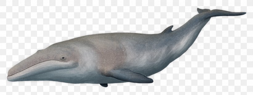 Tucuxi Common Bottlenose Dolphin Cetotherium Cetotheriidae Cetaceans, PNG, 1000x379px, Tucuxi, Animal Figure, Baleen Whale, Cetaceans, Common Bottlenose Dolphin Download Free
