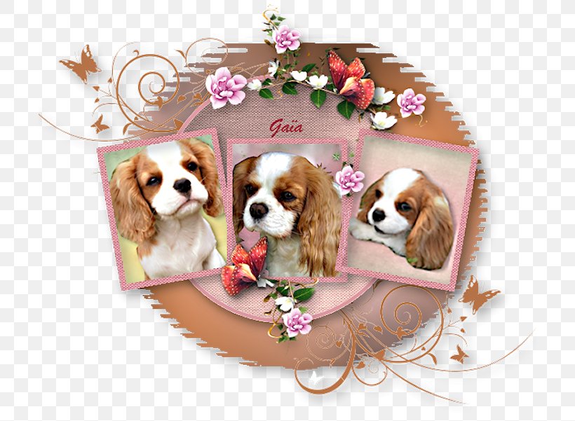 Cavalier King Charles Spaniel Puppy Dog Breed Companion Dog, PNG, 710x601px, 2016, Cavalier King Charles Spaniel, Blog, Breed, Carnivoran Download Free