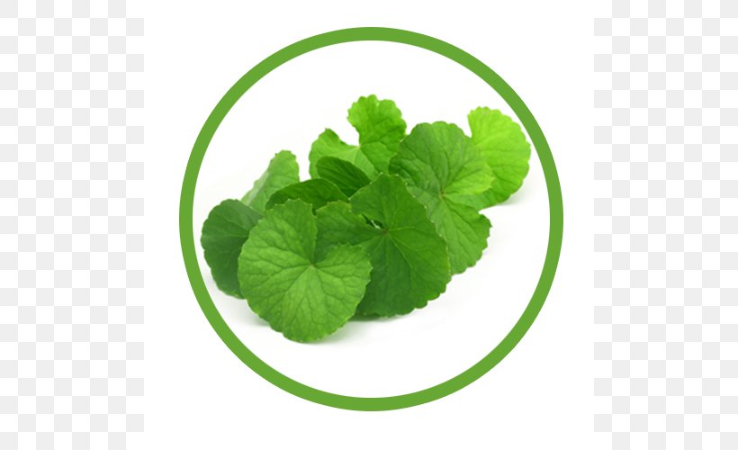 Centella Asiatica Herb Dietary Supplement Food Waterhyssop, PNG, 500x500px, Watercolor, Cartoon, Flower, Frame, Heart Download Free