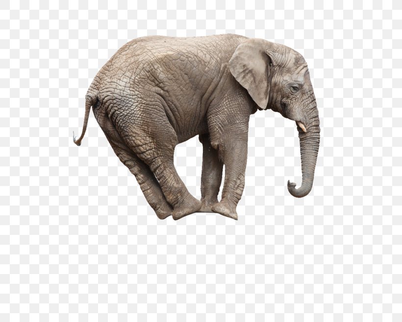 African Bush Elephant Whats Math Got To Do With It? Stock Photography Circus, PNG, 658x658px, African Bush Elephant, African Elephant, Circus, Elephant, Elephants And Mammoths Download Free
