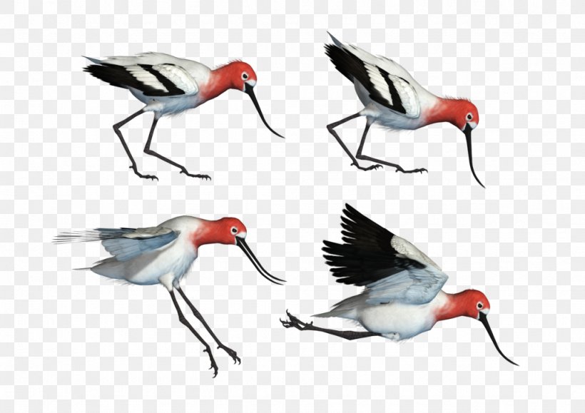 Bird Wader Art Beak Ibis, PNG, 1024x724px, Bird, Animal, Art, Artist, Beak Download Free