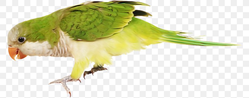 Budgerigar Parakeet Macaw, PNG, 775x323px, Budgerigar, Animal, Animation, Beak, Bird Download Free