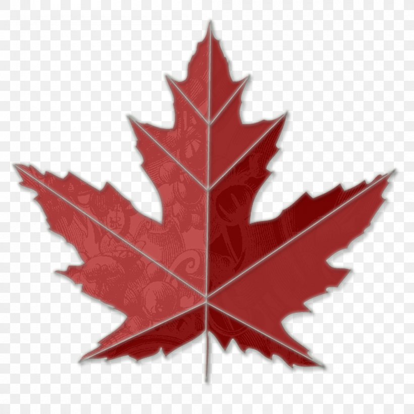 Canada Sugar Maple Toronto Maple Leafs Clip Art, PNG, 1000x1000px, Canada, Autumn, Flag Of Canada, Flowering Plant, Leaf Download Free